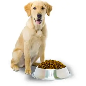 Dog Food
