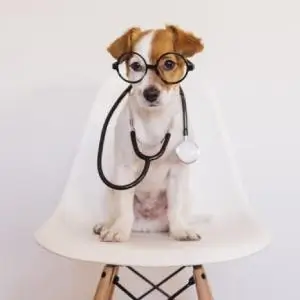Dog Health Supplies