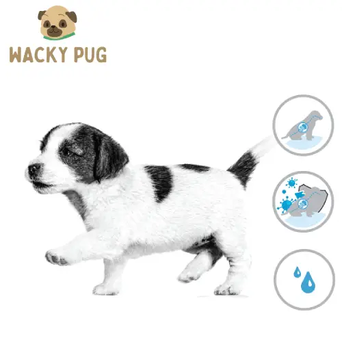 Buy Royal Canin Maxi Starter Dog Food 4Kg in Behala, Kolkata