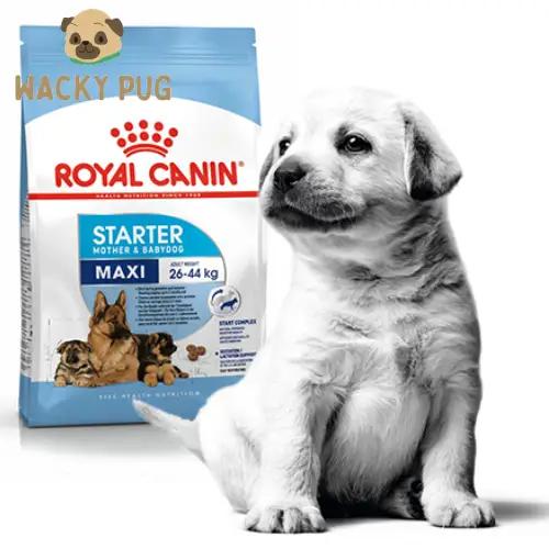 Buy Royal Canin Maxi Starter Dog Food 4Kg in Behala, Kolkata
